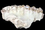 Unprepared, Oreodont (Merycoidodon) Jaw Section - South Dakota #128130-1